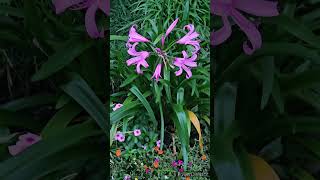 Nerine bowdenii [upl. by Thisbe396]