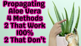 How To Propagate Aloe Vera  The Two Fastest Ways To Multiply  Step By Step From Soil To Watering [upl. by Bertha]