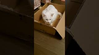 Box cat [upl. by Suckow]