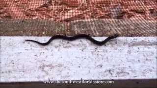 Newly Hatched Ringneck Snake [upl. by Blight]