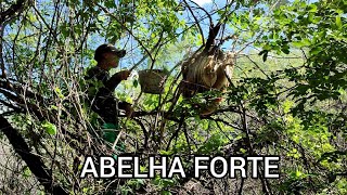 ABELHA ÁFRICANA DE ENCHAME BRUTA [upl. by Arnulfo683]