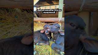 Original jafarabadiप्रेम gir gujarat gircow trending cow trendingreels radhakrishna [upl. by Augusto]