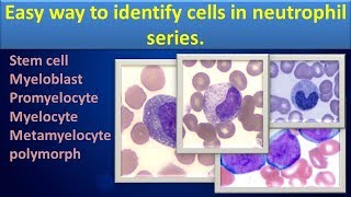 Easy way to identify cells in Neutrophil seriesClear overview [upl. by Elleirol436]