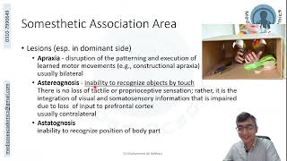 Parietal Lobe Functional Areas [upl. by Auoh]