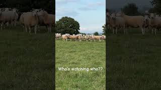 Being watched lleynsheep agriculture sheep farming devon farmlife watched britishfarming [upl. by Camellia]