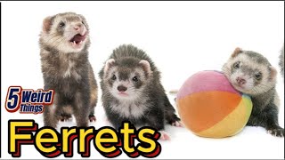 5 Weird Things  Ferrets Rats Yes or no [upl. by Nadbus636]