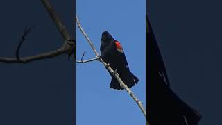 Red Winged RedWinged Blackbird [upl. by Howell]