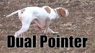 Keklik Avı Pointer Ferma Caccia Chasse Caza Hunting Videos [upl. by Latini]