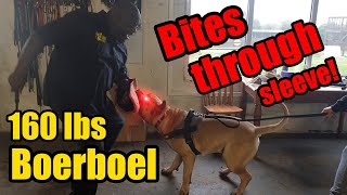 Boerboel Guard Dog Bites Through Sleeve in Protection Training [upl. by Seyah]