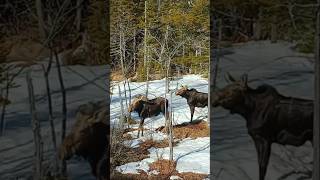 Moose up close and personal in NH [upl. by Fredette]