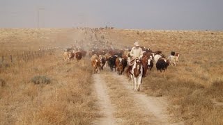 Chico Basin Ranch A Unique Brand [upl. by Langill35]