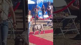 Takeover big dog show 2024 [upl. by Welbie]