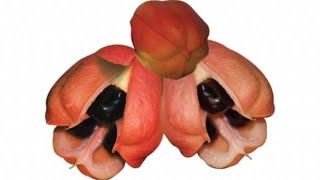 Health Benefits of Ackee  No One Know [upl. by Hunter]