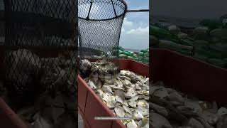 Amazing Process Of Harvesting Farmed Golden Pomfret In DeepSea Net Cage [upl. by Faina]