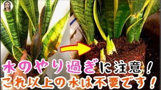 水やりし過ぎのサイン！根腐れ原因は水をやり過ぎるかも！3つの対策法で水やりのタイミングと時間を詳しい紹介、まだ間に合うからしっかり乾かそう！花子 [upl. by Rochette350]