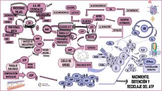 NACIMIENTO OBTENCIÓN Y RECICLAJE DEL ATP [upl. by Firman989]