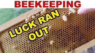 Beekeeping What To Do When Your Luck Runs Out [upl. by Dierdre]