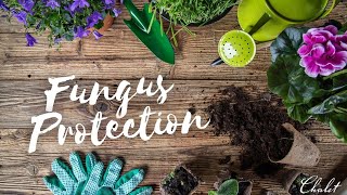 Chalet Recommends  Fungus Protection  Systemic Fungicide with Immunox [upl. by Neelya]