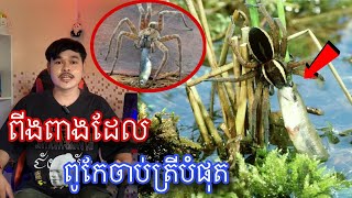 មកស្គាល់សត្វពីងពាងដែលពូកែចាប់ត្រីបំផុតក្នុងលោក [upl. by Gallard]