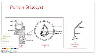 Statocyst  Organ of equilibrium amp orientation Common marine prawn Penaeus indicus [upl. by Ymrots]