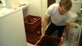 Harvesting Worm Castings From the Worm Factory [upl. by Ultan]