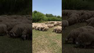 Flock of sheep in a city park in Rome Parco della Caffarella [upl. by Dnumsed11]