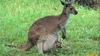 Kangaroo Kids Joeys at Brookfield Zoo [upl. by Daukas]