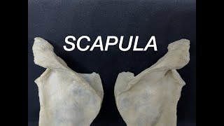 SCAPULA  GENERAL FEATURES AND ATTACHMENTS [upl. by Cita]