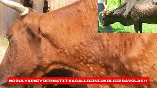 NODULYARNIY DERMATIT KASALLIGINI UKOLSIZ DAVOLASH VA BOSHQA 90 KASALLIKLARGA DAVO QOʻSHIMCHA OZUQA [upl. by Airtemak]