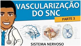 Sistema Nervoso 12 – Vascularização SNC P2 Drenagem Venosa Superficial e Profunda [upl. by Aissyla504]