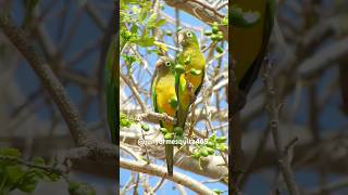 REGISTROS DA CAATINGA CEARENSE shorts [upl. by Rorry379]