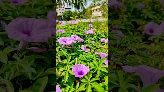 Techno park campus tvm thiruvananthapuram technopark nature flowers [upl. by Lettie755]