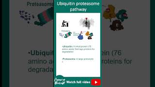 Ubiquitin Proteasome pathway explained in 1 minute [upl. by Horatia]