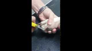 How to cut cat nails very easily shorts [upl. by Justus]