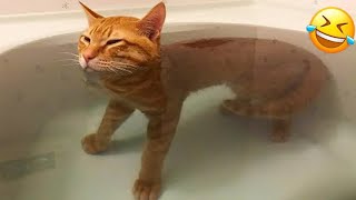 The ULTIMATE Cat and Dog Videos  FUNNIEST Pets [upl. by Smukler856]