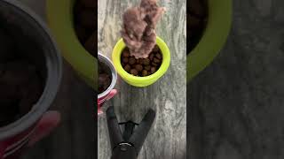 Its breakfast time Dog DogFun DogFood feedYoueDog Enrichment Toppl belgianmalinois dogmom [upl. by Ettesel]