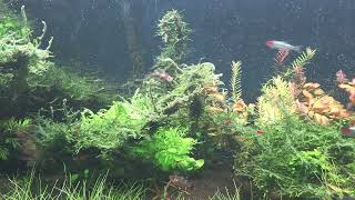 My 250 Ltr planted tank [upl. by Yatnahc]