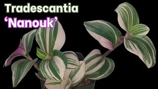 Tradescantia Nanouk Introduction and Growing Tips [upl. by Neveda]