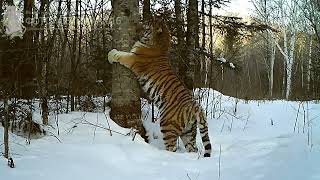 Legendary siberian tiger Ochkarik the killer of brown bears [upl. by Ellenor]