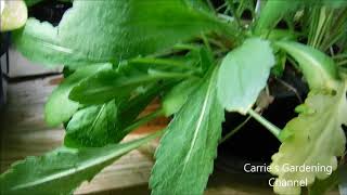 blanket flower seedlings update what do blanket flower plants look like [upl. by Einneb]