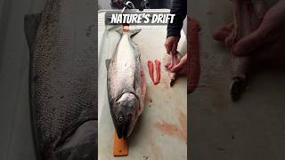 🥶 Winter Chinook Salmon Like Candlefish 🕯️Pt Wilson Dart 🎯 Vertical Jigging fishing comedy [upl. by Barstow]