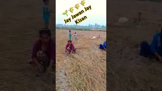 😀 Soni I thi dhaan kaatne khet meinJay Jawan Jay Kisan 👍🙏 [upl. by Waylin18]