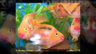 Tropical Fish Wholesale Supply For Pet Store Owners Only  Need Tropical Fish Wholesale Supply [upl. by Nilatak]