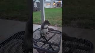 Meet Viktor the hoarding squirrel squirrel squirrelvideo squirrely viktor squirrelfriends [upl. by Akenaj]