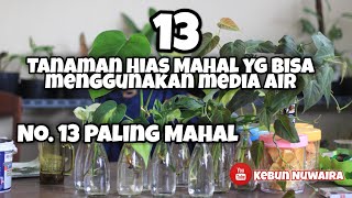 9 Tanaman Pembawa Keberuntungan Dan Rezeki  Dijamin manjur dan dapat mengusir energi negatif [upl. by Alorac569]