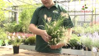 Uitleg en tips over de Pennisetum Little Bunny door onze tuinplantenwinkelnl specialist [upl. by Eelarac]