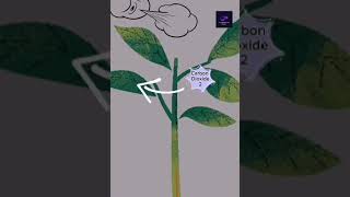 Photosynthesis animation  biology nature plant physiology [upl. by Pish]