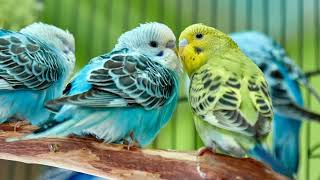 Budgerigar Bird birds  Ariyan Birds Care 💖 [upl. by Ainevuol]