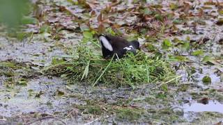 Moorhen nest building [upl. by Caswell]