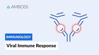 Immune Response to Viruses How the Body Reacts [upl. by Zalucki986]